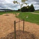 Planting flowering cherries 2